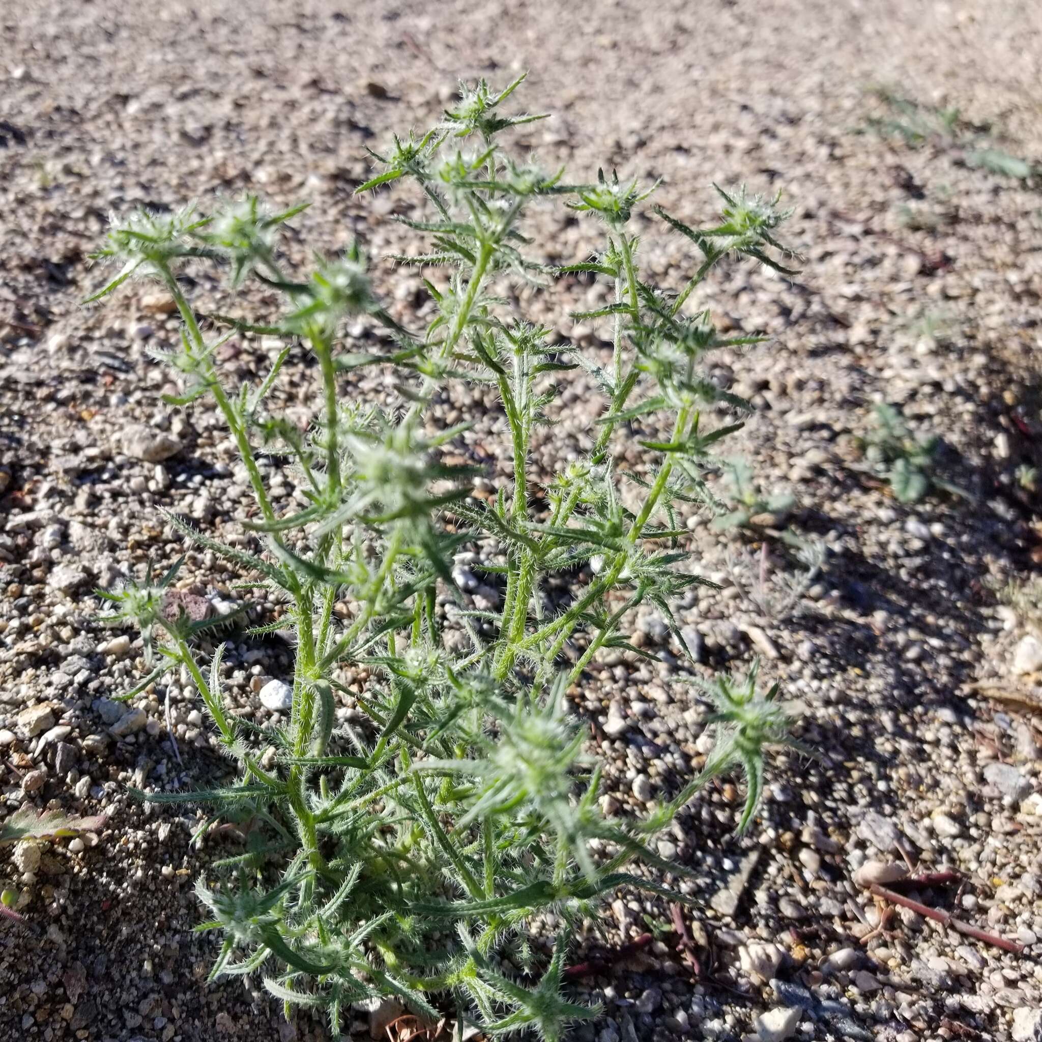 Image de Cryptantha maritima (Greene) Greene