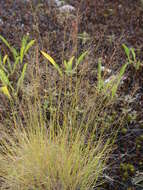 Sivun Muhlenbergia uniflora (Muhl.) Fernald kuva