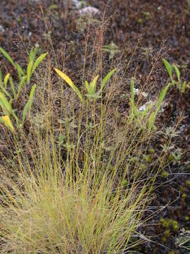 Image of bog muhly