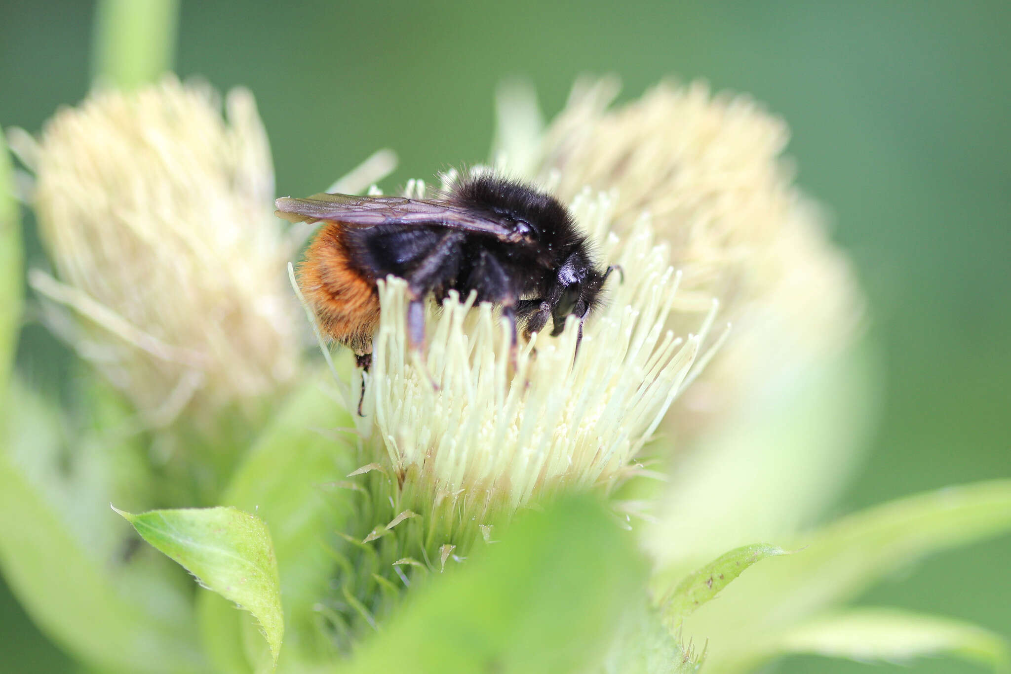 Image of Bombus quadricolor (Lepeletier 1832)