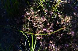 Image of Erica filiformis Salisb.