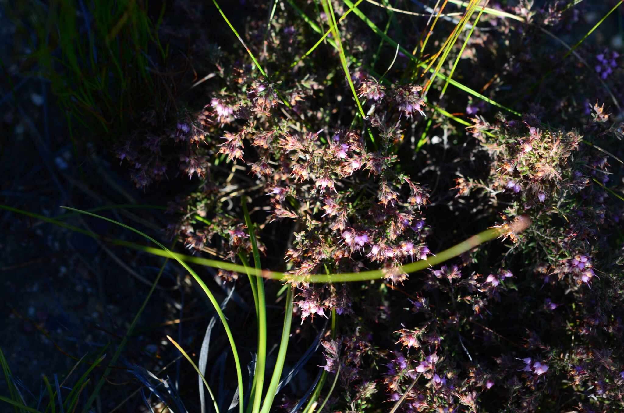 Image of Erica filiformis Salisb.