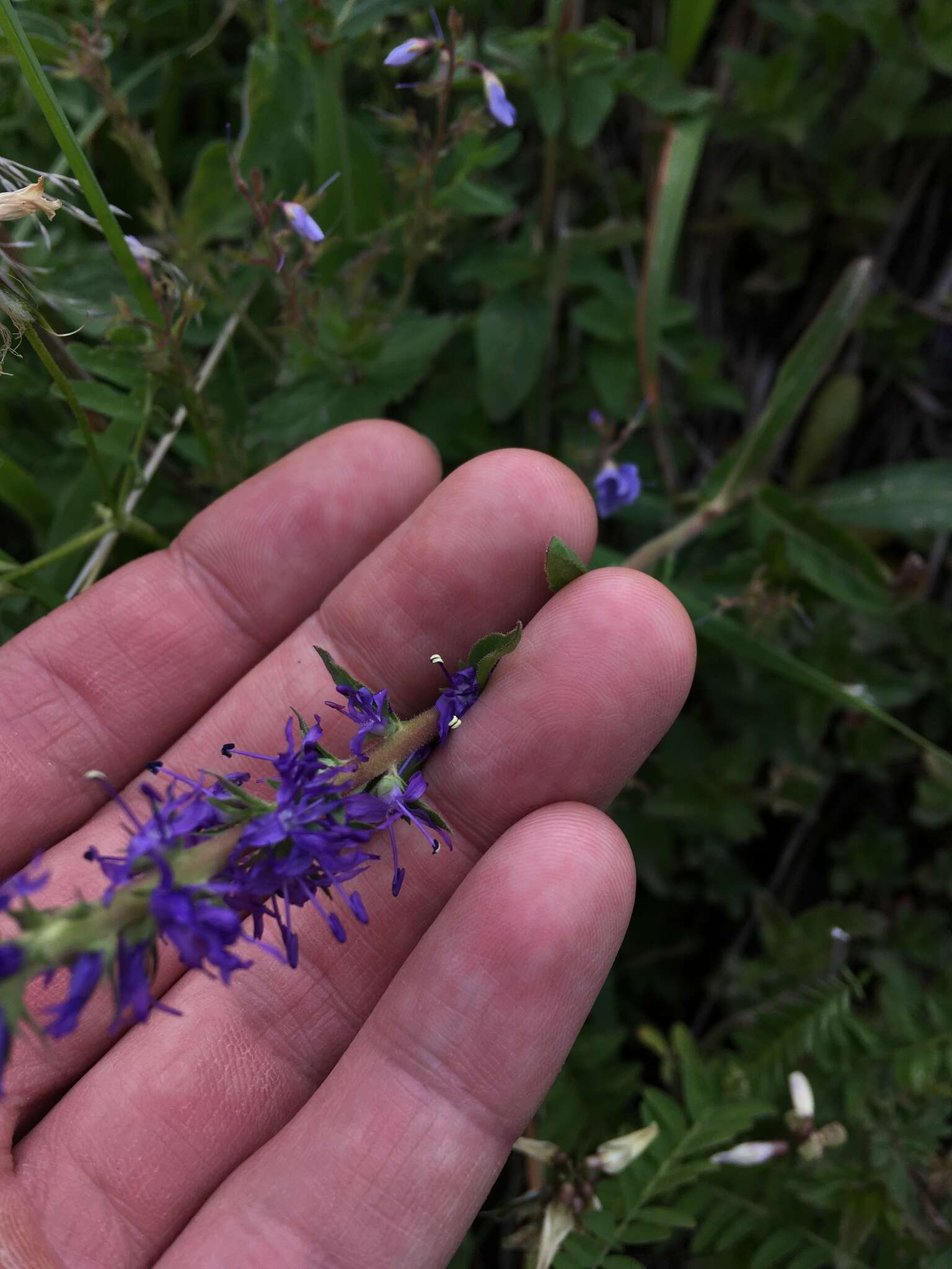 Image of Veronica spicata subsp. porphyriana (Pavl.) A. Jelen.