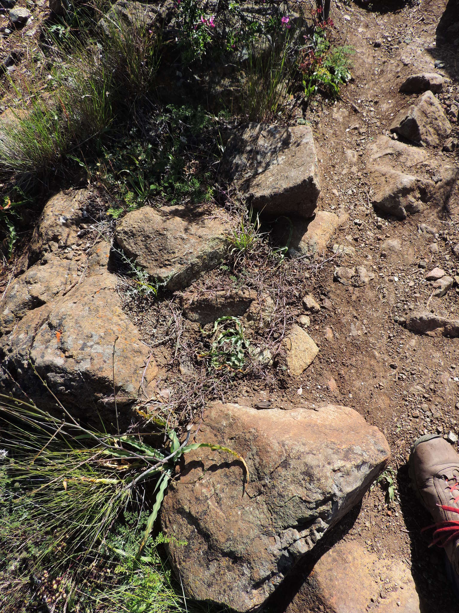 Image of Mt. Diablo bird's-beak