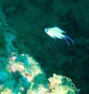 Image of Brown chromis