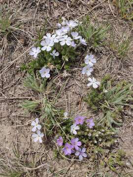 Image of tufted phlox