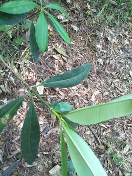 Plancia ëd Alstonia scholaris (L.) R. Br.