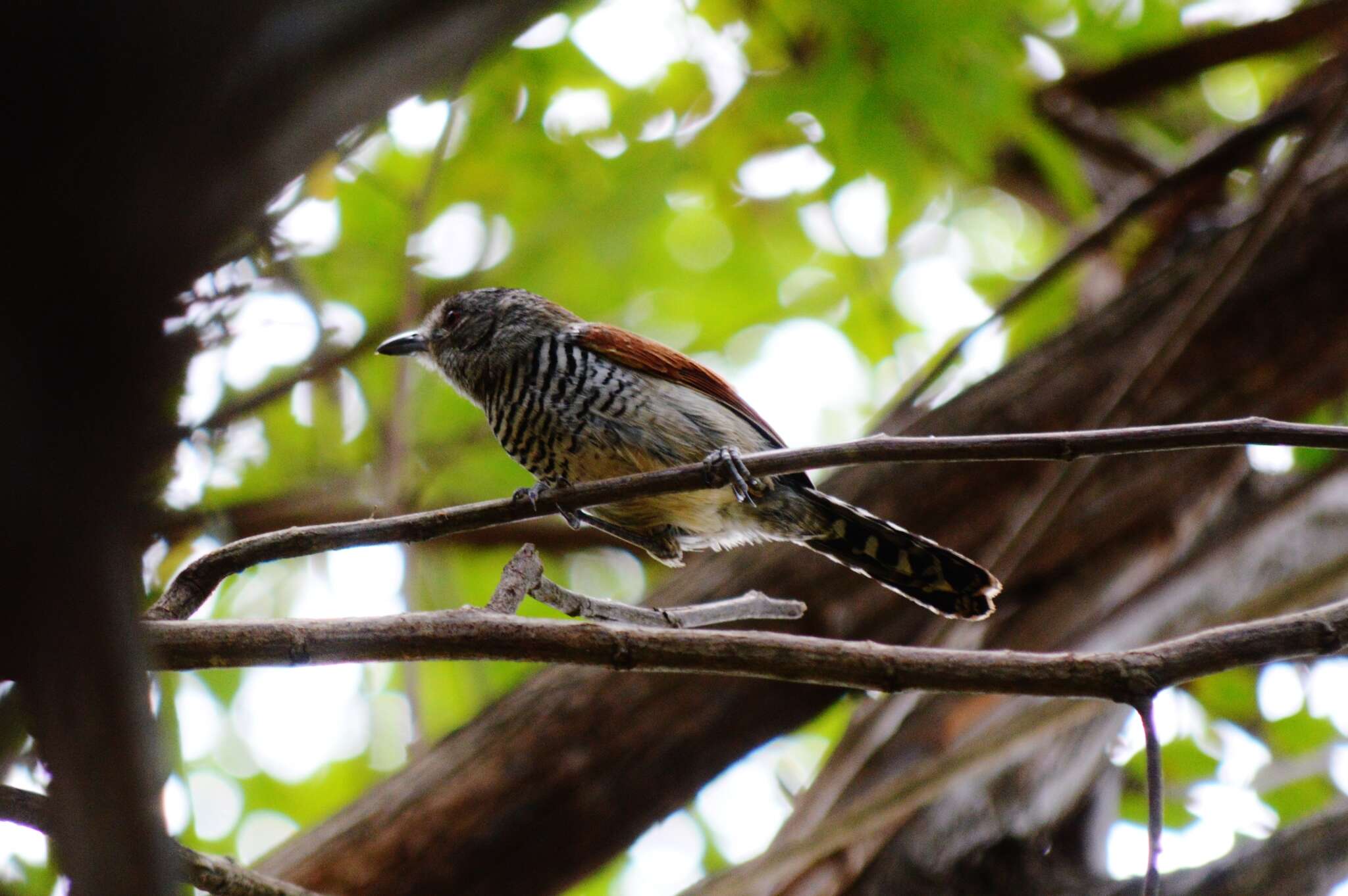 Image of Rufous-winged Antshrike