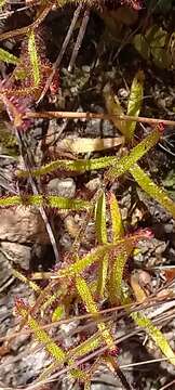 Image de Drosera liniflora Debbert