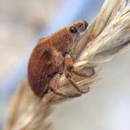 Image of Gonipterus platensis Marelli 1926