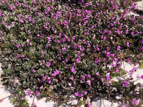 Imagem de Indigofera mundiana