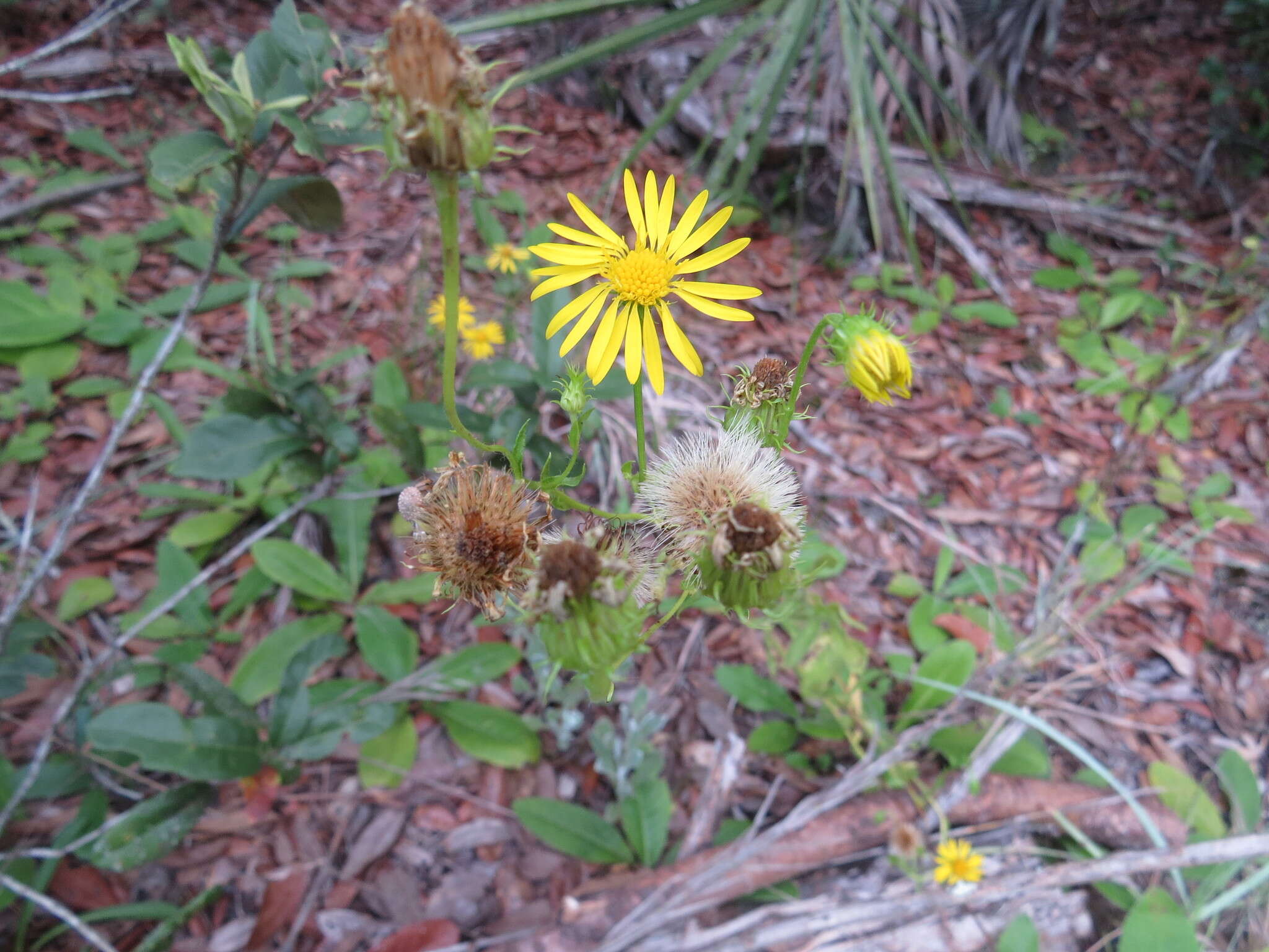 Image of scrubland goldenaster