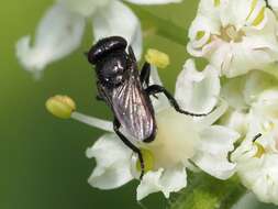 Image of Litophasia hyalipennis (Fallen 1815)