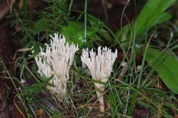 Ramaria filicicola (S. G. M. Fawc.) Corner 1950 resmi