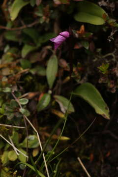 Plancia ëd Galearis spathulata (Lindl.) P. F. Hunt