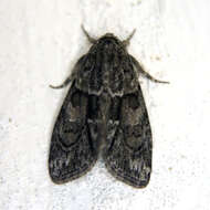 Image of Cryphia (Cryphia) fraudatricula (Hübner)