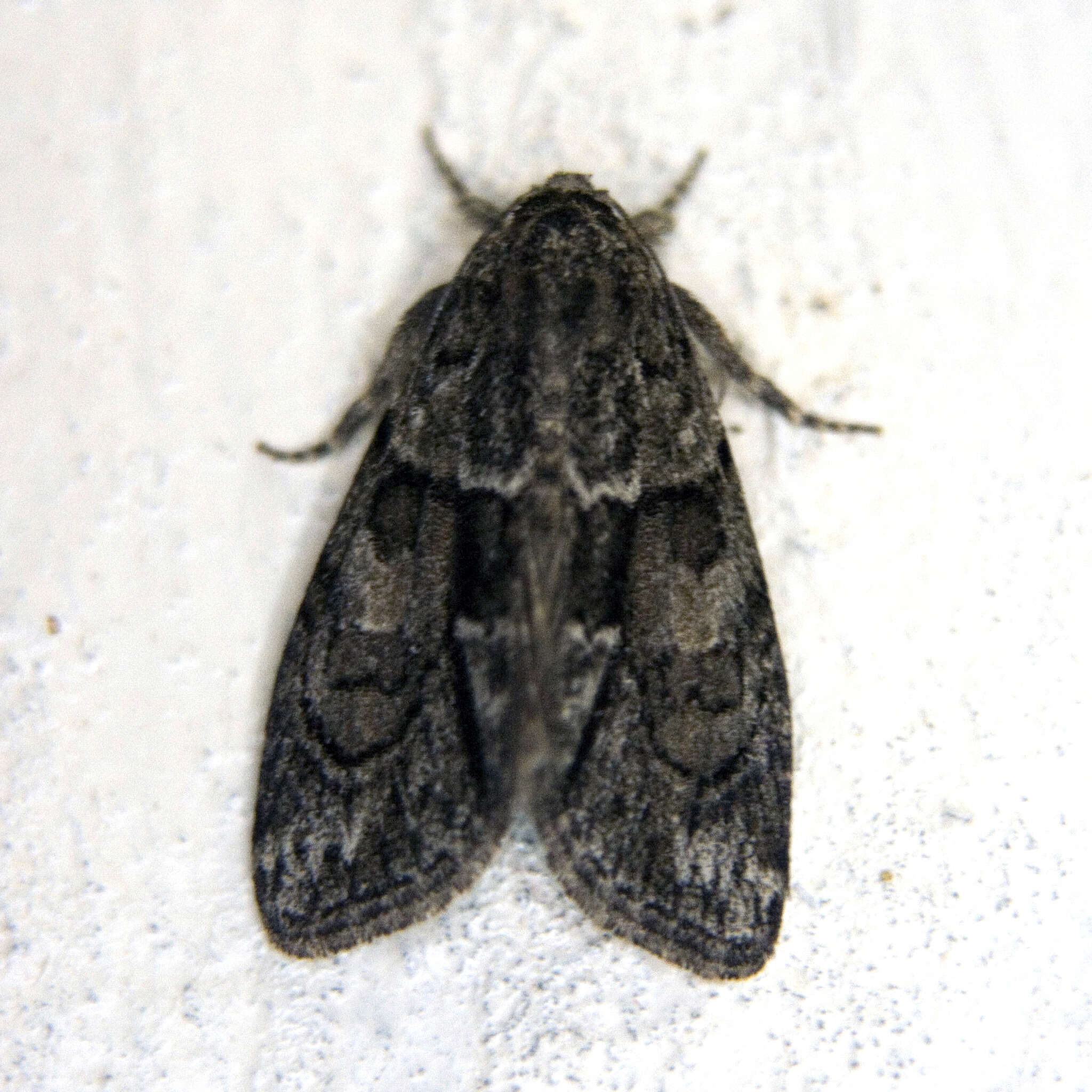 Image of Cryphia (Cryphia) fraudatricula (Hübner)