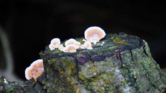 Image of Trametes modesta (Kunze ex Fr.) Ryvarden 1972