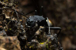 Image de Polyrhachis euterpe Forel 1902