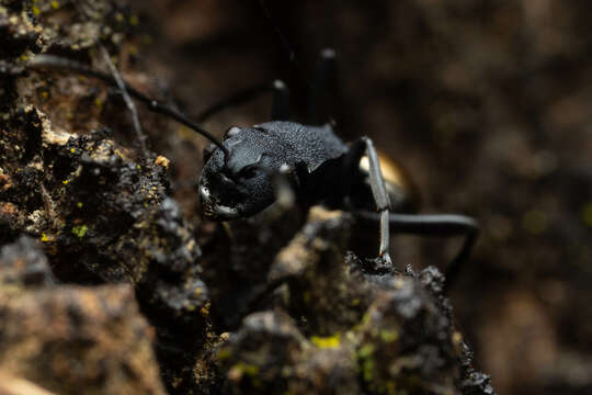 Image of Polyrhachis euterpe Forel 1902