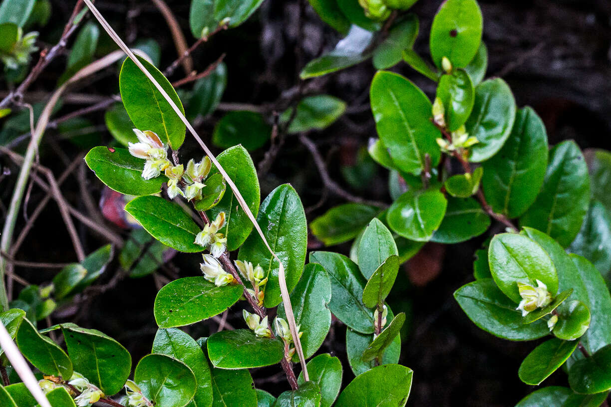 Image of Diospyros scabrida (Harv. ex Hiern) De Winter