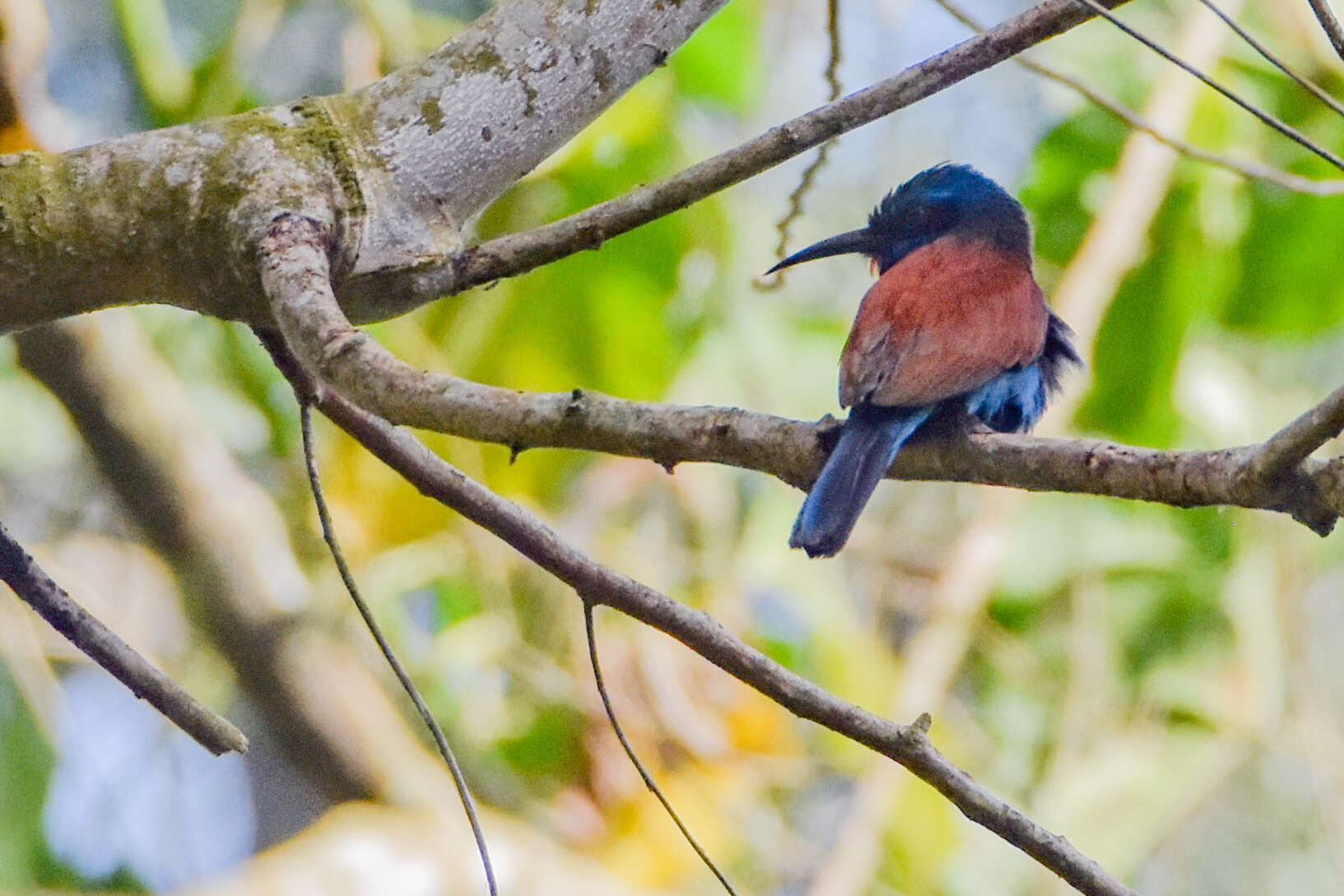 Image of Blue-headed Bee-eater