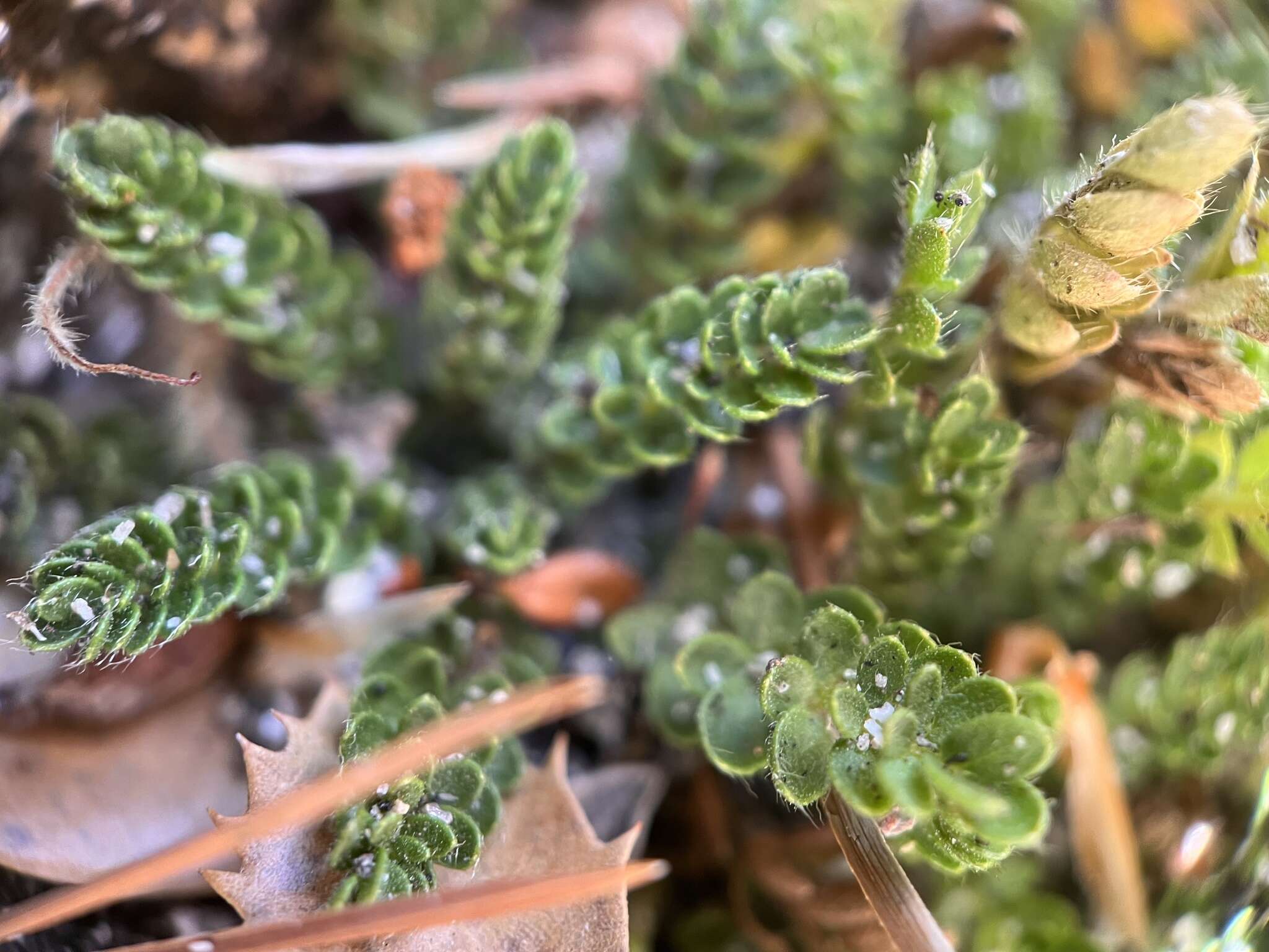 Image of Tahquitz mousetail