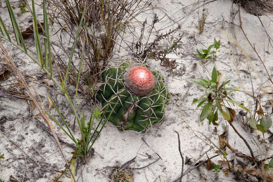 Image of Few-spined Turk's-cap Cactus