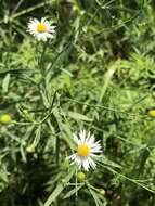 Plancia ëd Boltonia asteroides (L.) L'Hér.