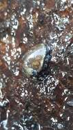 Image of river nerite