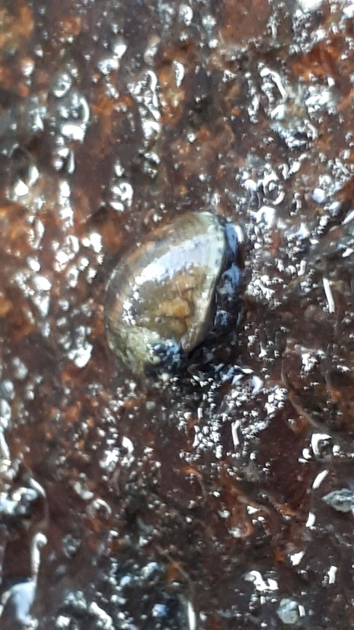 Image of river nerite