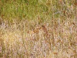 صورة Leptailurus serval lipostictus (Pocock 1907)