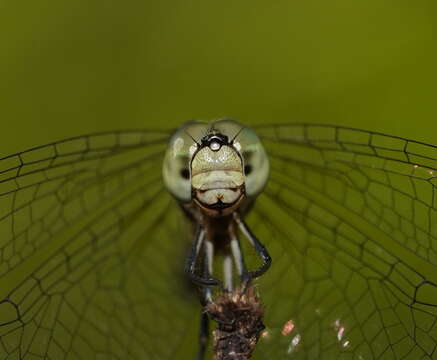 Image of Common Archtail