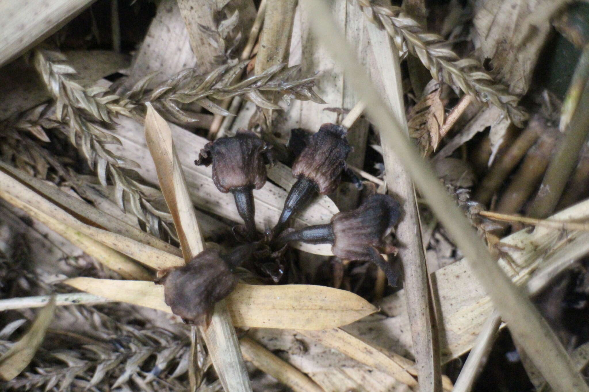 Image of Gastrodia pubilabiata Y. Sawa