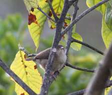 Слика од Troglodytes aedon striatulus (Lafresnaye 1845)