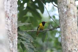 Image of Western Black-headed Oriole