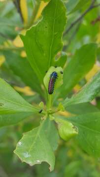 Trirhabda bacharidis (Weber 1801)的圖片