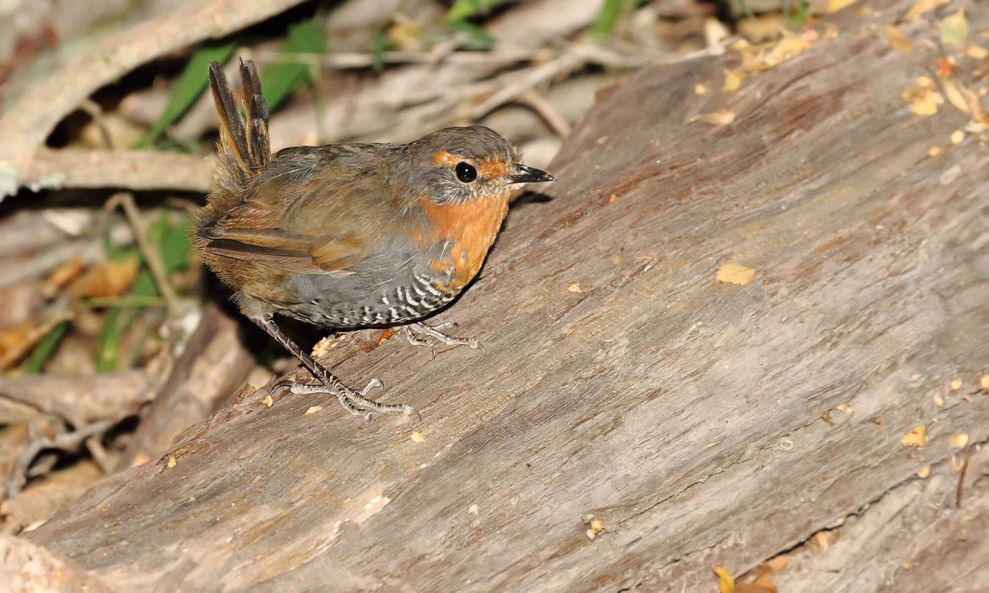 Imagem de Scelorchilus rubecula (Kittlitz 1830)