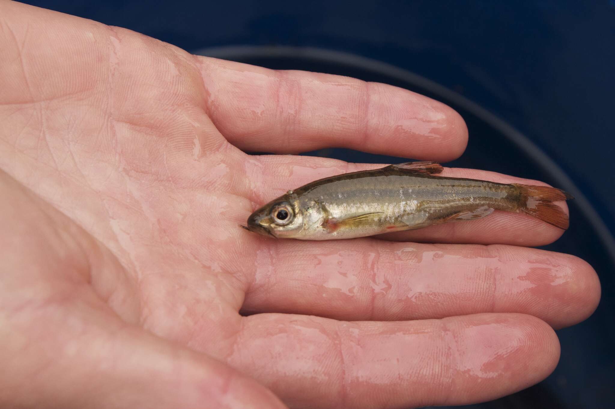 Image of Clanwilliam Redfin