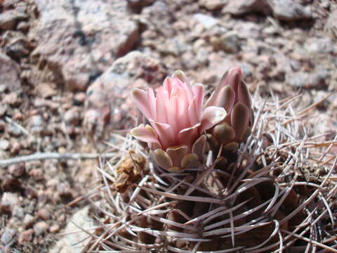 Image of Gymnocalycium schickendantzii (F. A. C. Weber) Britton & Rose