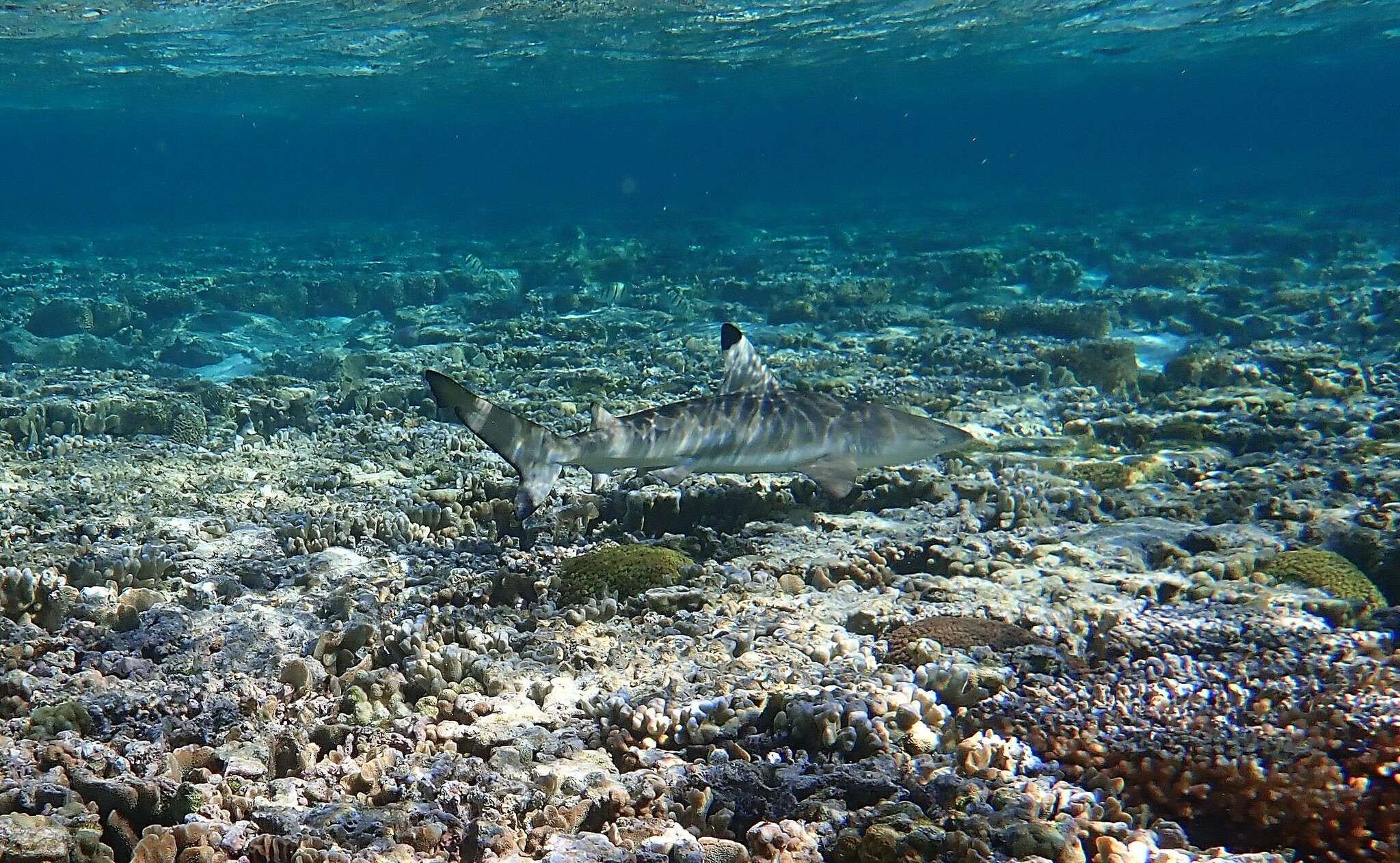 Image de Requin à pointes noires