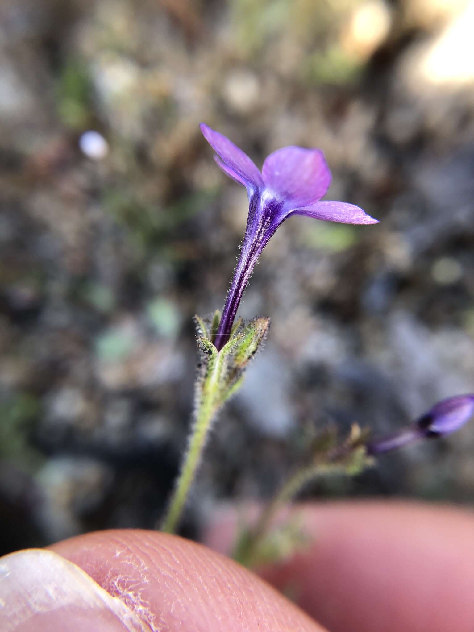 Image of Monterey gilia