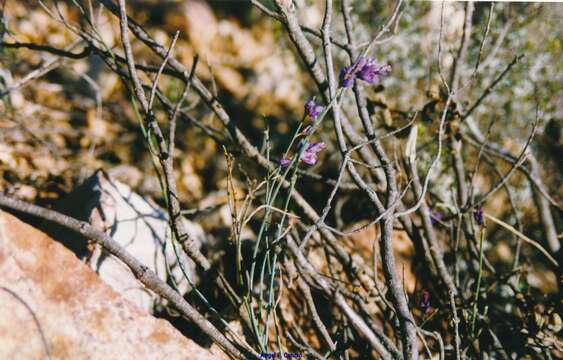 Image of Polygala microphylla L.