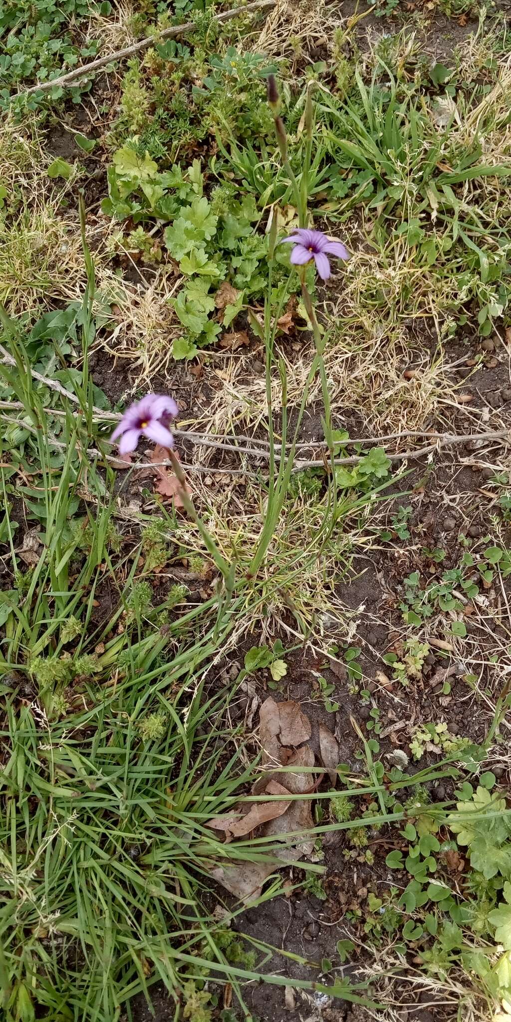 Sisyrinchium chilense Hook.的圖片