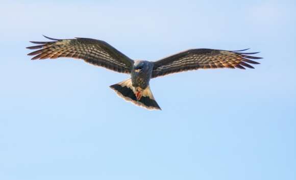 Image of Everglade snail kite