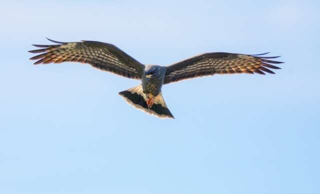 Image of Everglade snail kite