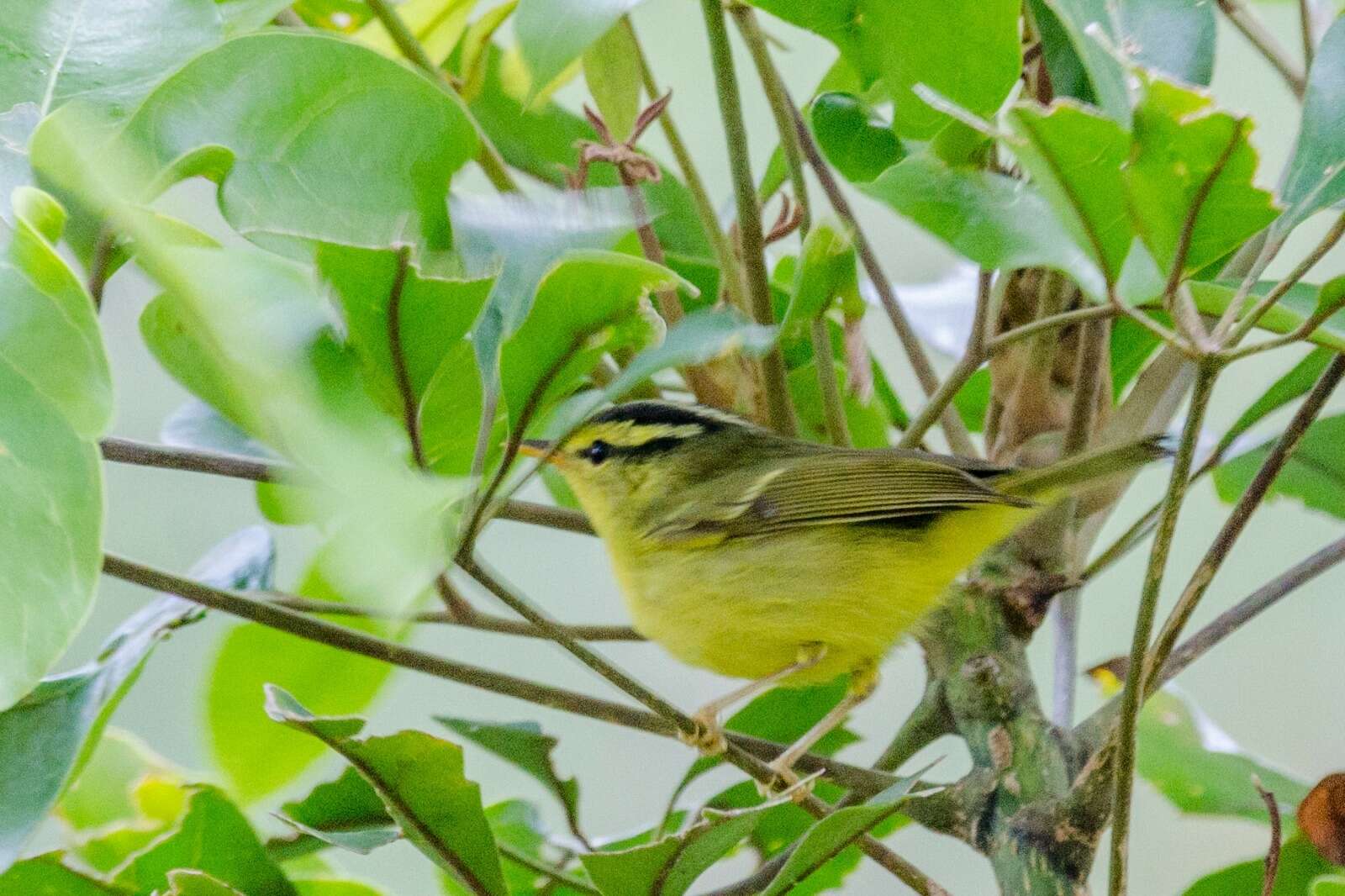 Imagem de Phylloscopus ricketti (Slater 1897)