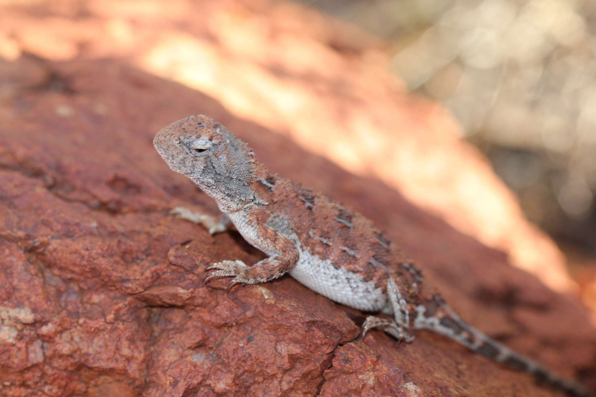 صورة Tympanocryptis centralis Sternfeld 1925