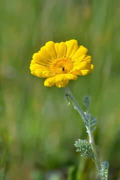 Image of Anthemis marschalliana Willd.