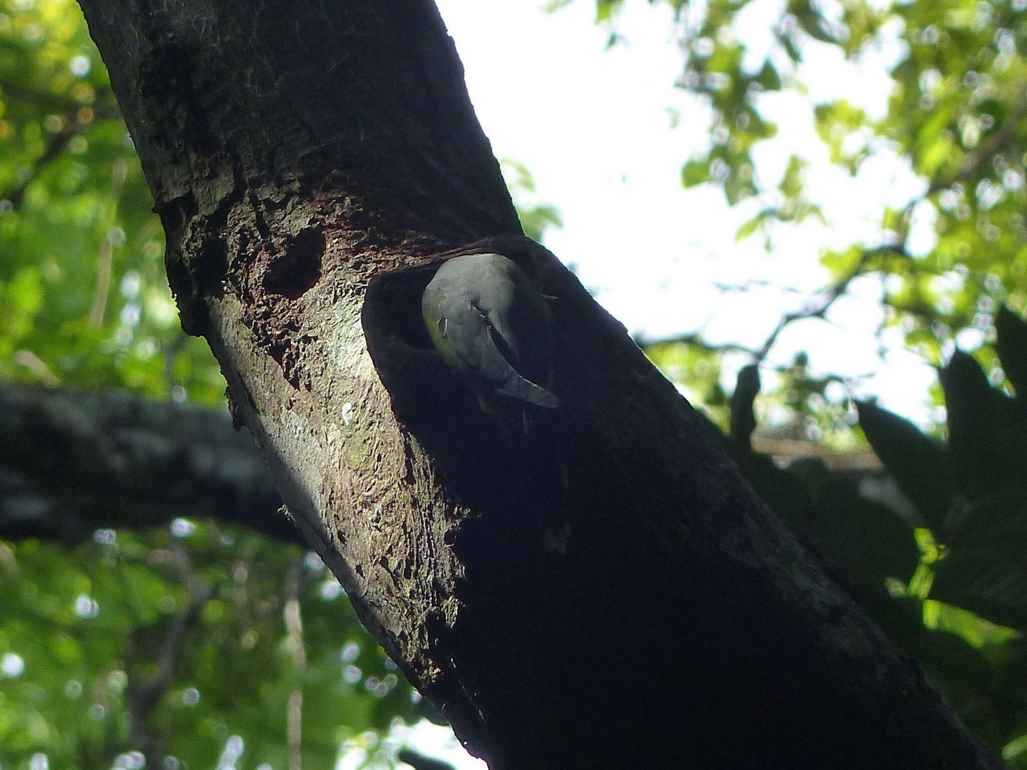 Image of Emerald-collared Parakeet